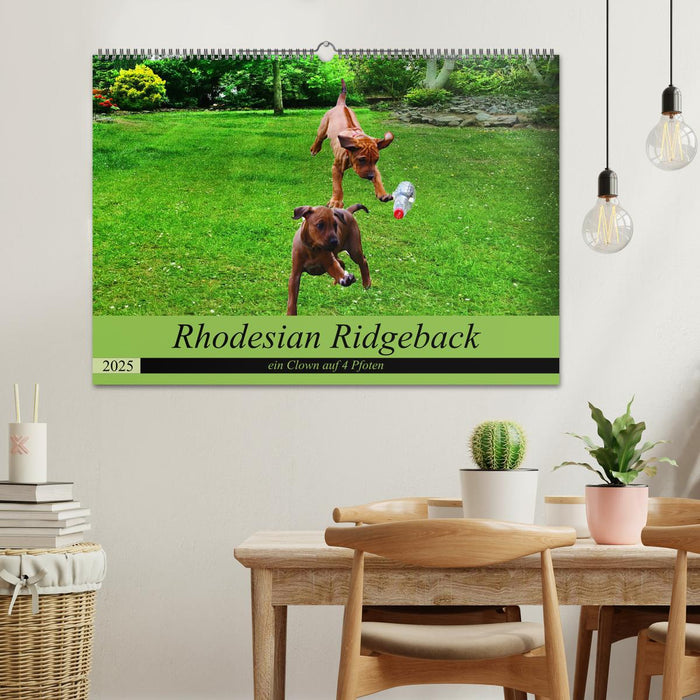 Rhodesian Ridgeback ein Clown auf 4 Pfoten (CALVENDO Wandkalender 2025)