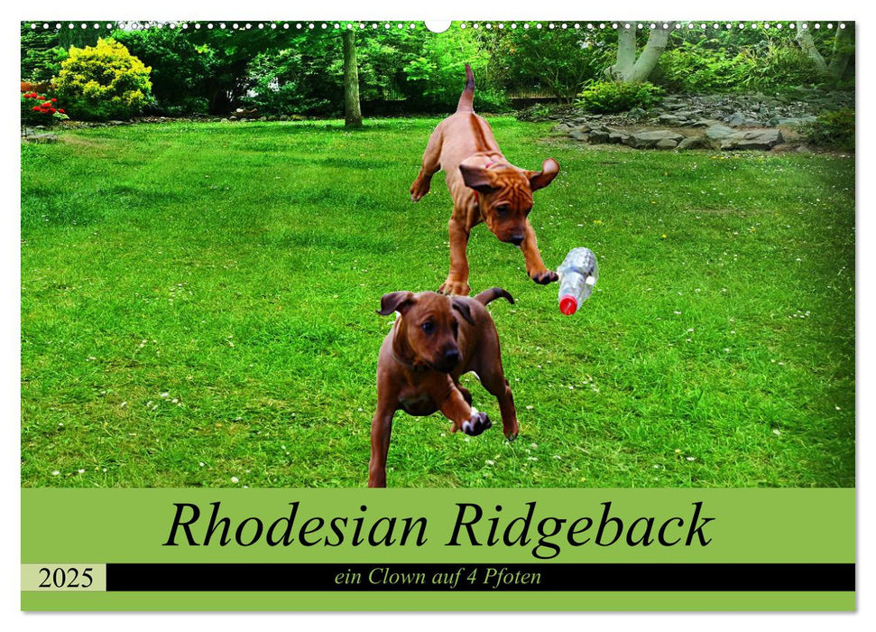 Rhodesian Ridgeback ein Clown auf 4 Pfoten (CALVENDO Wandkalender 2025)