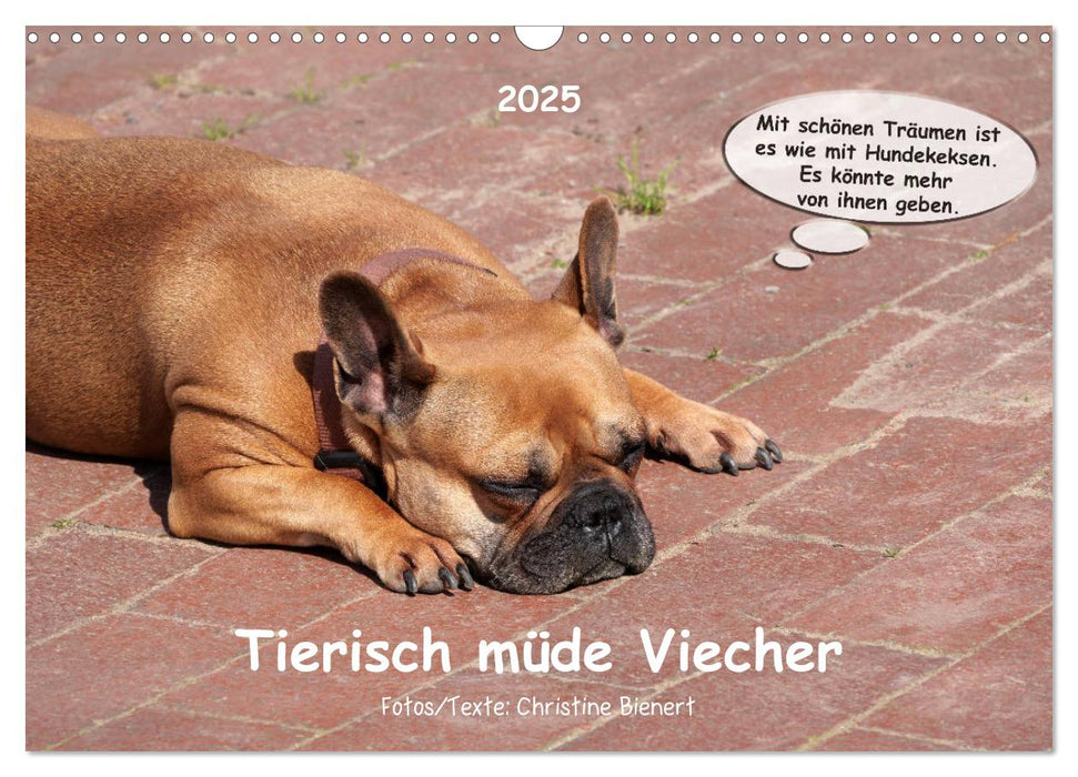 Tierisch müde Viecher (CALVENDO Wandkalender 2025)