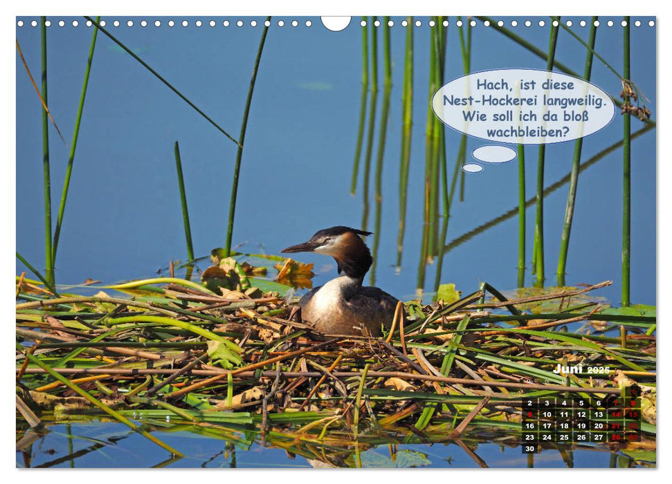 Tierisch müde Viecher (CALVENDO Wandkalender 2025)