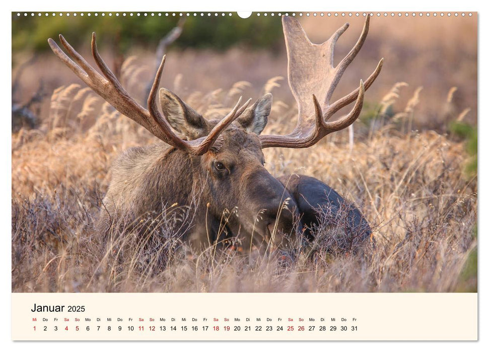 Der Elch - König des Nordens (CALVENDO Premium Wandkalender 2025)