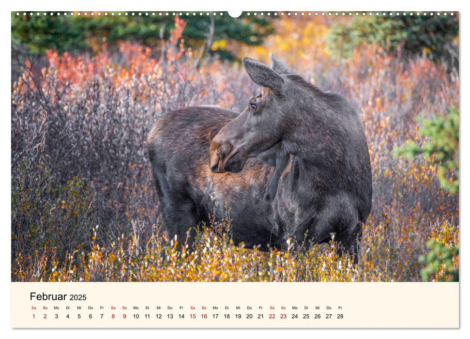 Der Elch - König des Nordens (CALVENDO Premium Wandkalender 2025)