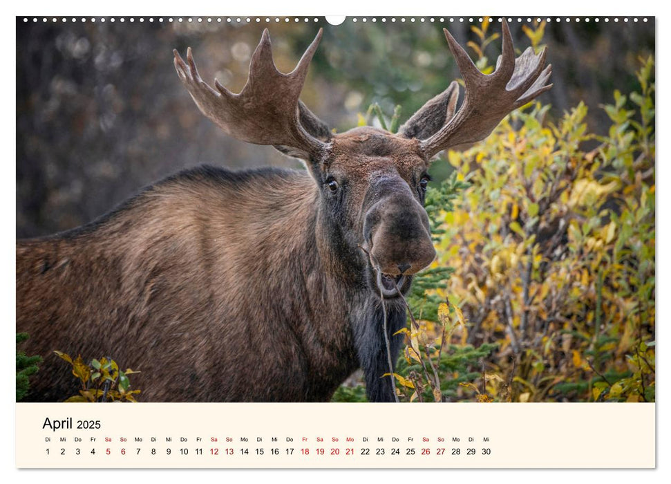 Der Elch - König des Nordens (CALVENDO Premium Wandkalender 2025)