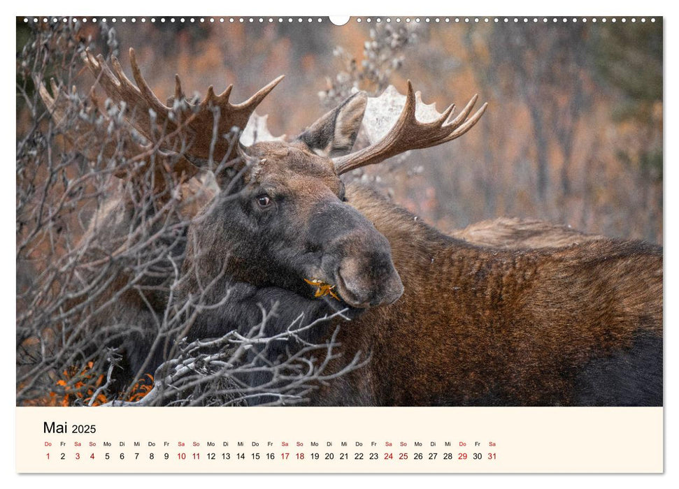 Der Elch - König des Nordens (CALVENDO Premium Wandkalender 2025)