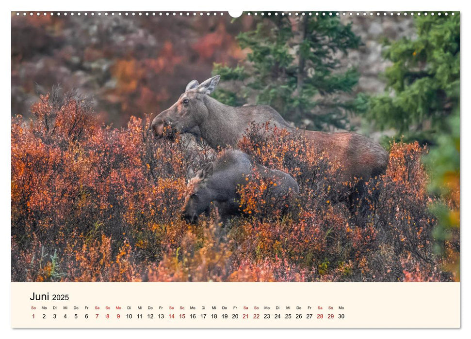 Der Elch - König des Nordens (CALVENDO Premium Wandkalender 2025)