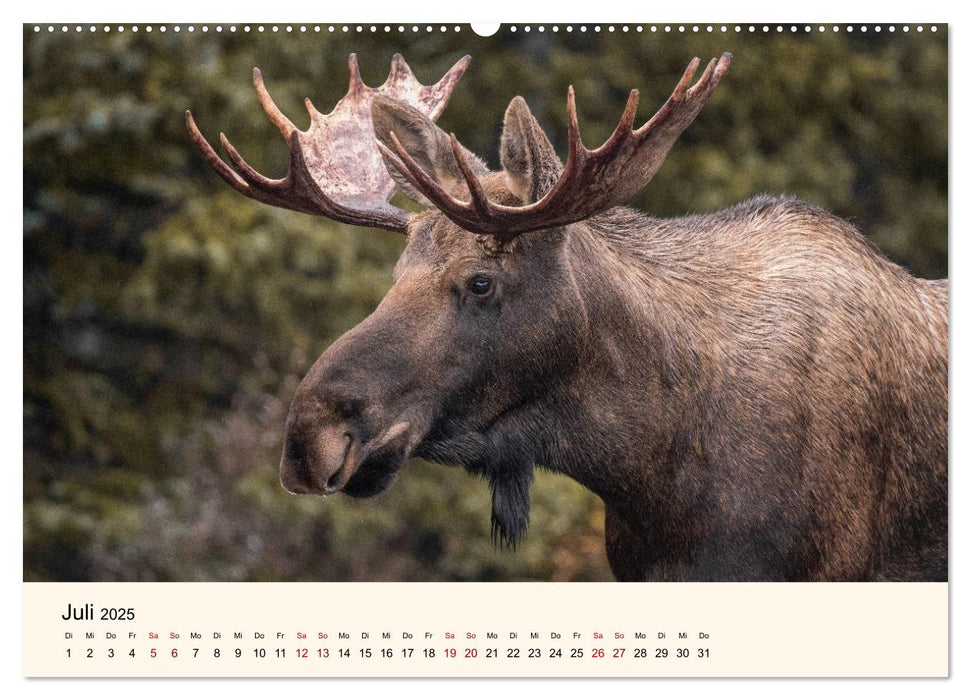 Der Elch - König des Nordens (CALVENDO Premium Wandkalender 2025)