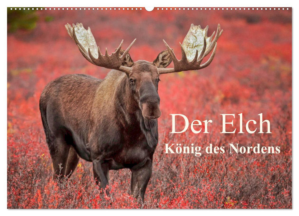 Der Elch - König des Nordens (CALVENDO Wandkalender 2025)