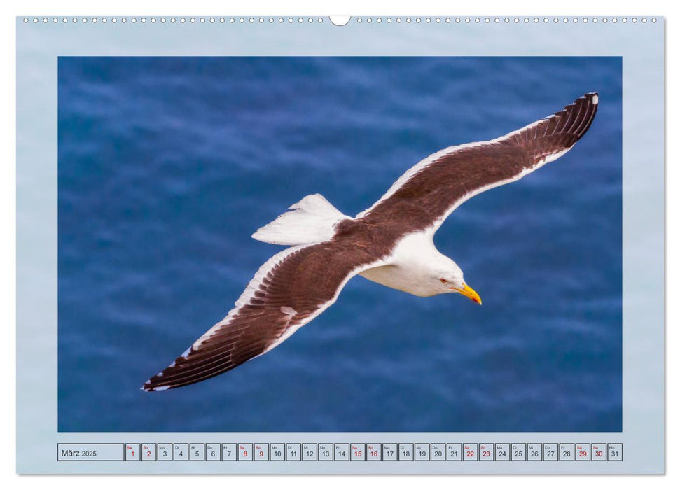 Neuseeland - Wildlife (CALVENDO Premium Wandkalender 2025)