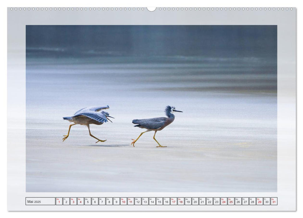 Neuseeland - Wildlife (CALVENDO Premium Wandkalender 2025)