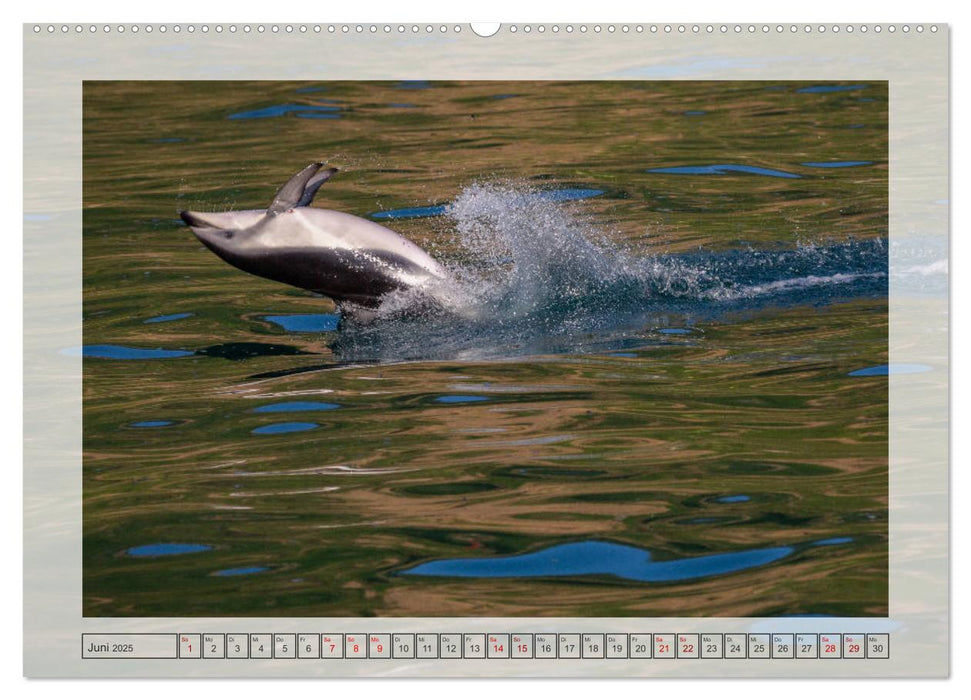 Neuseeland - Wildlife (CALVENDO Premium Wandkalender 2025)