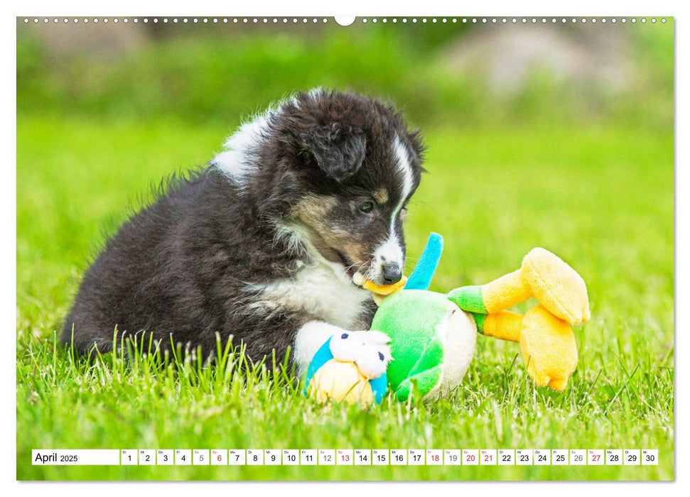 Hütehund der Shetland Inseln - Shetland Sheepdog (CALVENDO Premium Wandkalender 2025)