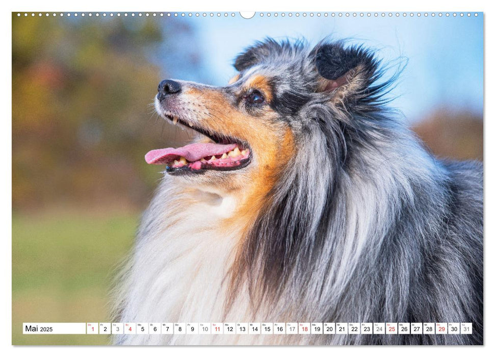 Hütehund der Shetland Inseln - Shetland Sheepdog (CALVENDO Premium Wandkalender 2025)