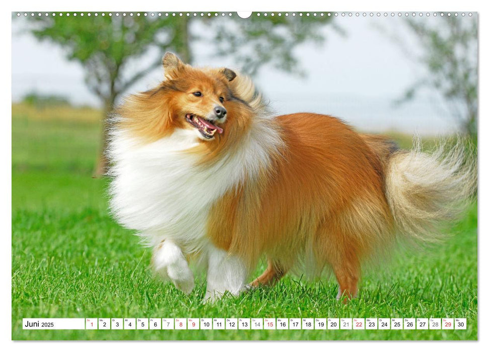 Hütehund der Shetland Inseln - Shetland Sheepdog (CALVENDO Premium Wandkalender 2025)