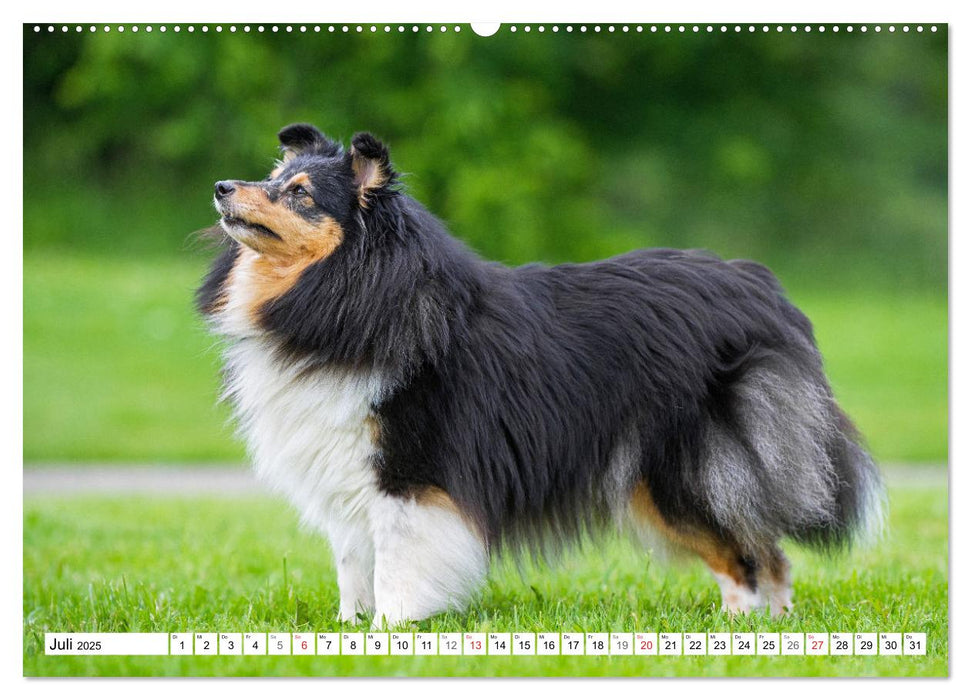 Hütehund der Shetland Inseln - Shetland Sheepdog (CALVENDO Premium Wandkalender 2025)