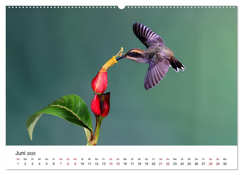 Kolibris - Flugkünstler im Regenwald (CALVENDO Premium Wandkalender 2025)