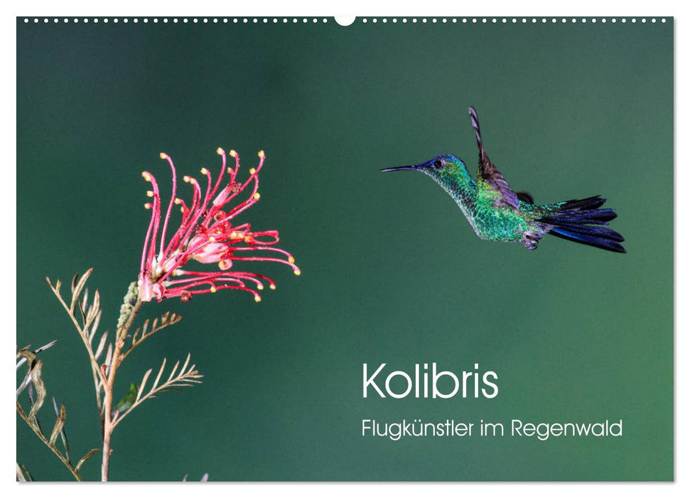 Kolibris - Flugkünstler im Regenwald (CALVENDO Wandkalender 2025)