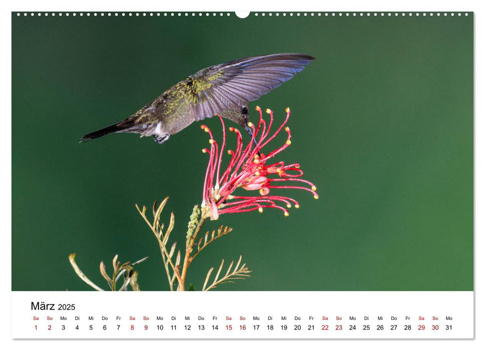 Kolibris - Flugkünstler im Regenwald (CALVENDO Wandkalender 2025)