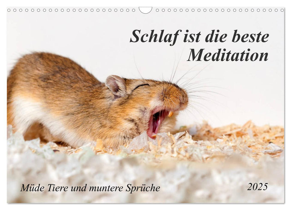 Schlaf ist die beste Meditation (CALVENDO Wandkalender 2025)