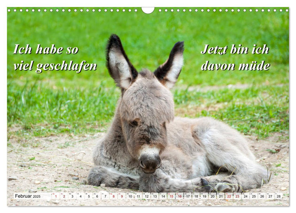 Schlaf ist die beste Meditation (CALVENDO Wandkalender 2025)