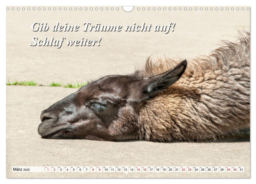 Schlaf ist die beste Meditation (CALVENDO Wandkalender 2025)