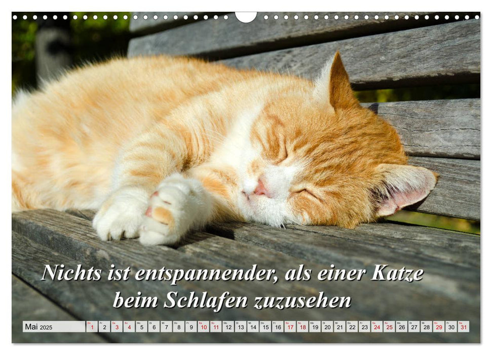 Schlaf ist die beste Meditation (CALVENDO Wandkalender 2025)