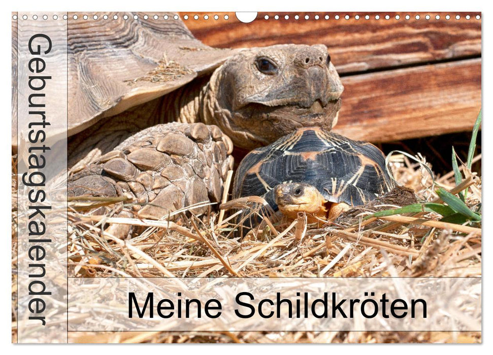 Meine Schildkröten - Geburtstagskalender (CALVENDO Wandkalender 2025)