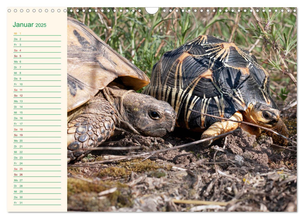 Meine Schildkröten - Geburtstagskalender (CALVENDO Wandkalender 2025)