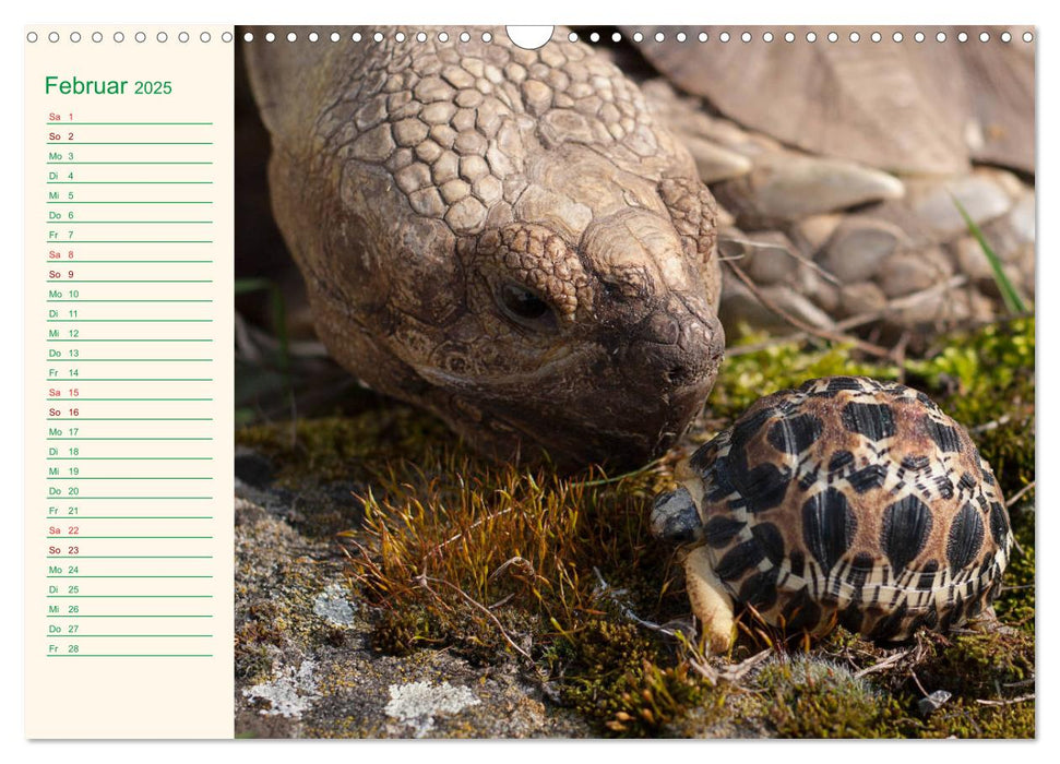 Meine Schildkröten - Geburtstagskalender (CALVENDO Wandkalender 2025)