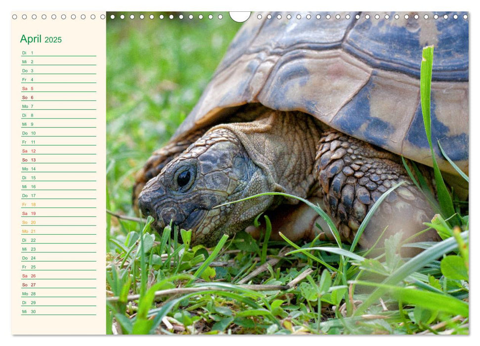 Meine Schildkröten - Geburtstagskalender (CALVENDO Wandkalender 2025)