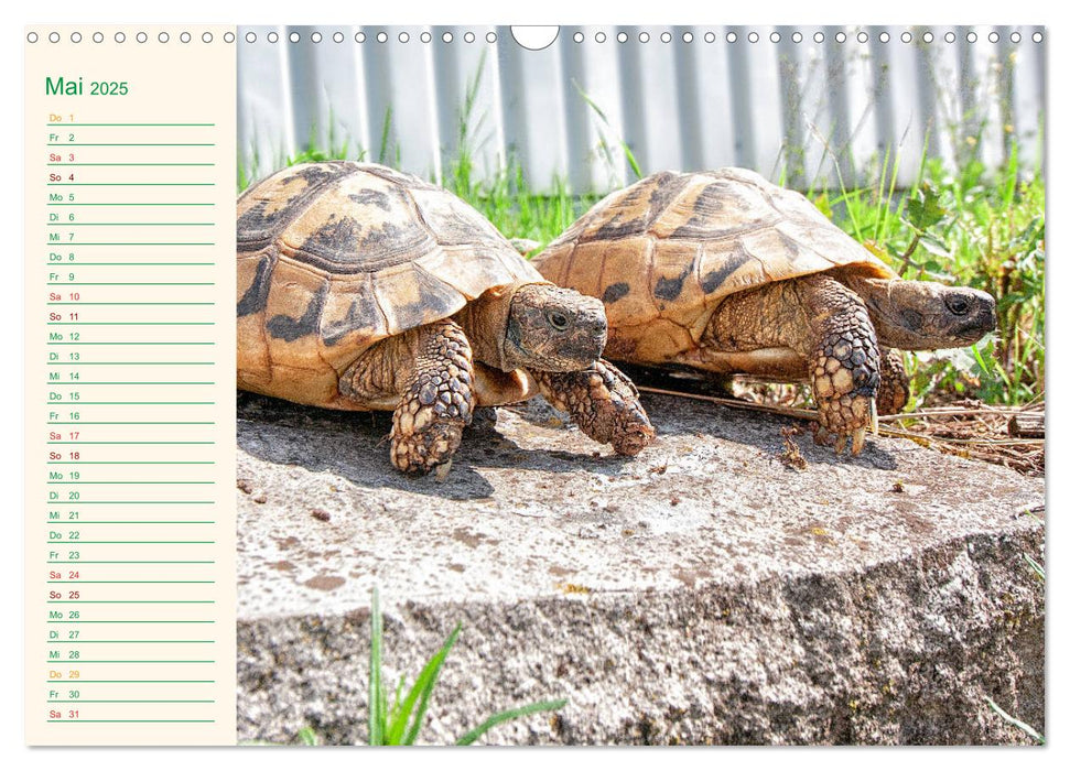 Meine Schildkröten - Geburtstagskalender (CALVENDO Wandkalender 2025)