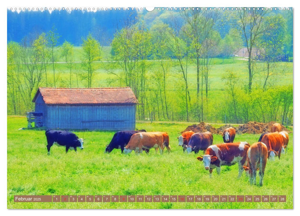 Weideviecher, Kühe liebevolle Wiederkäuer (CALVENDO Premium Wandkalender 2025)