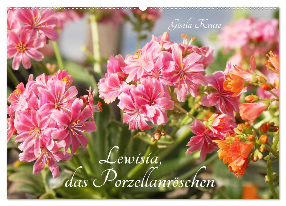 Lewisia, das Porzellanröschen (CALVENDO Wandkalender 2025)