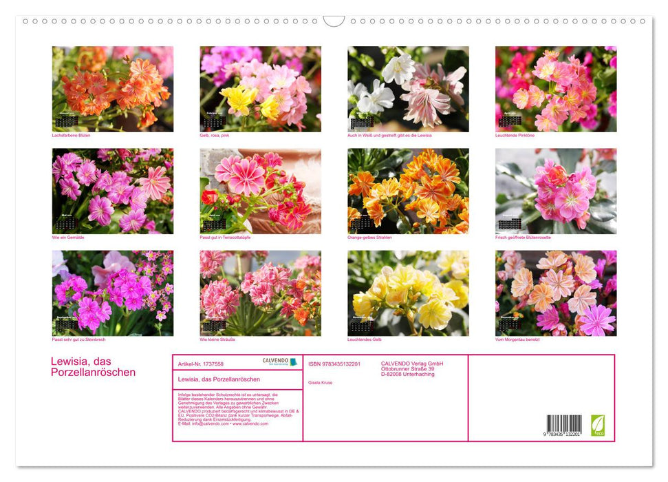 Lewisia, das Porzellanröschen (CALVENDO Wandkalender 2025)