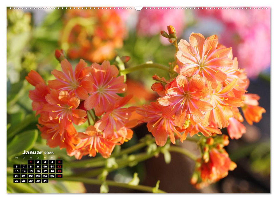 Lewisia, das Porzellanröschen (CALVENDO Wandkalender 2025)