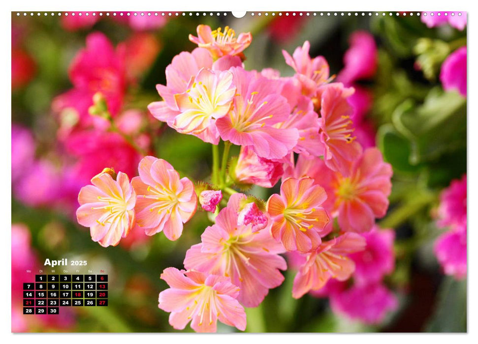 Lewisia, das Porzellanröschen (CALVENDO Wandkalender 2025)