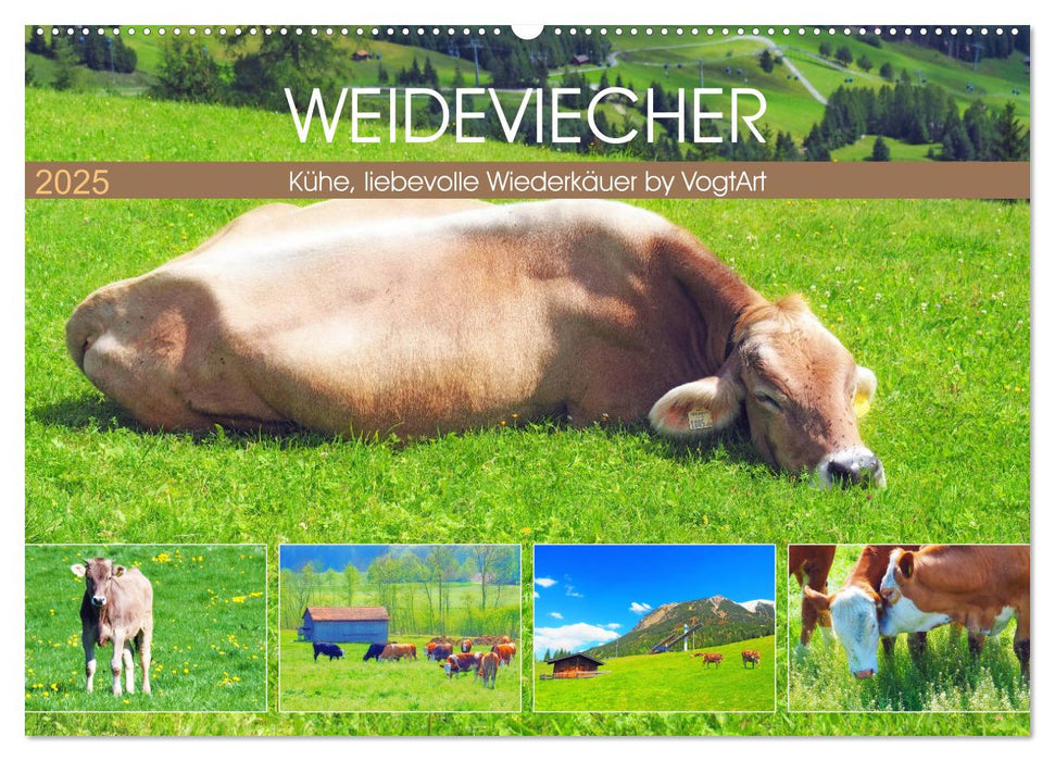 Weideviecher, Kühe liebevolle Wiederkäuer (CALVENDO Wandkalender 2025)