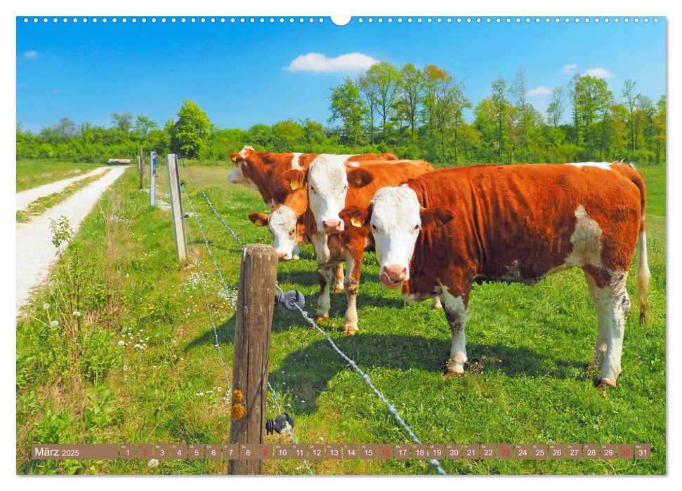 Weideviecher, Kühe liebevolle Wiederkäuer (CALVENDO Wandkalender 2025)