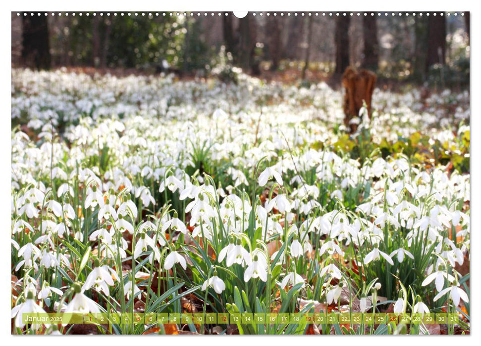 Weiße Frühlingsblüten (CALVENDO Premium Wandkalender 2025)