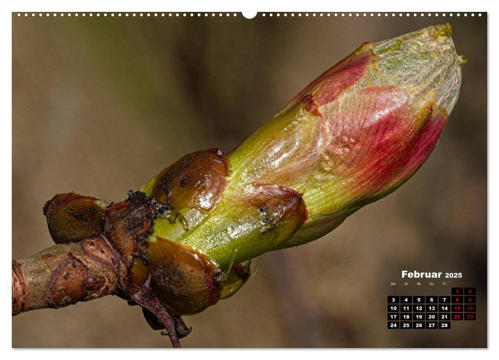 Bäume im Detail (CALVENDO Premium Wandkalender 2025)