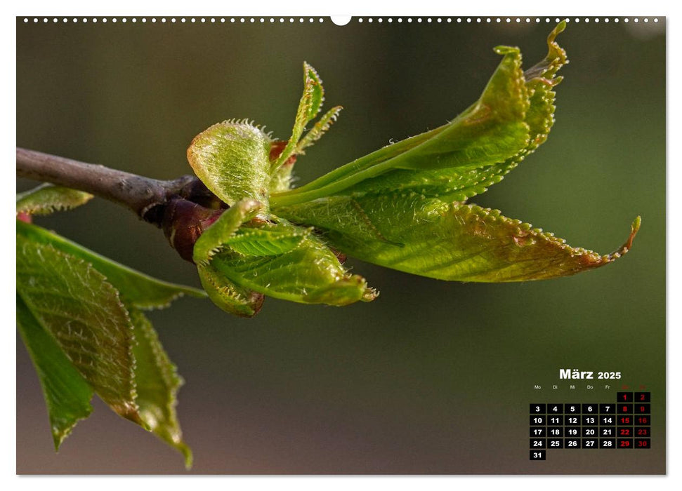 Bäume im Detail (CALVENDO Premium Wandkalender 2025)