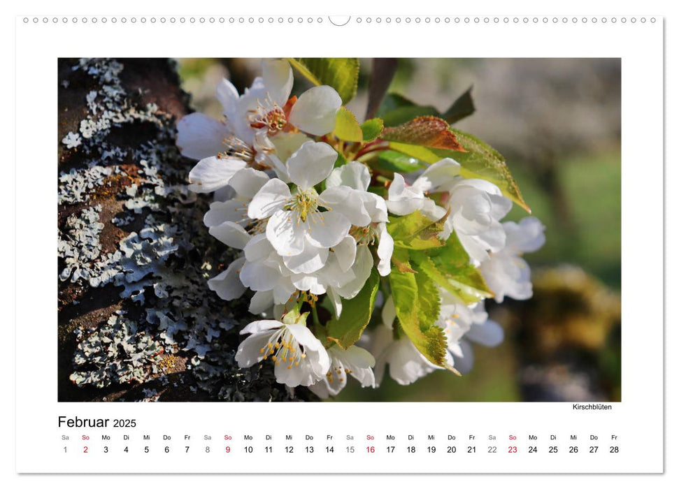 Kirschblüte rund um Witzenhausen (CALVENDO Premium Wandkalender 2025)