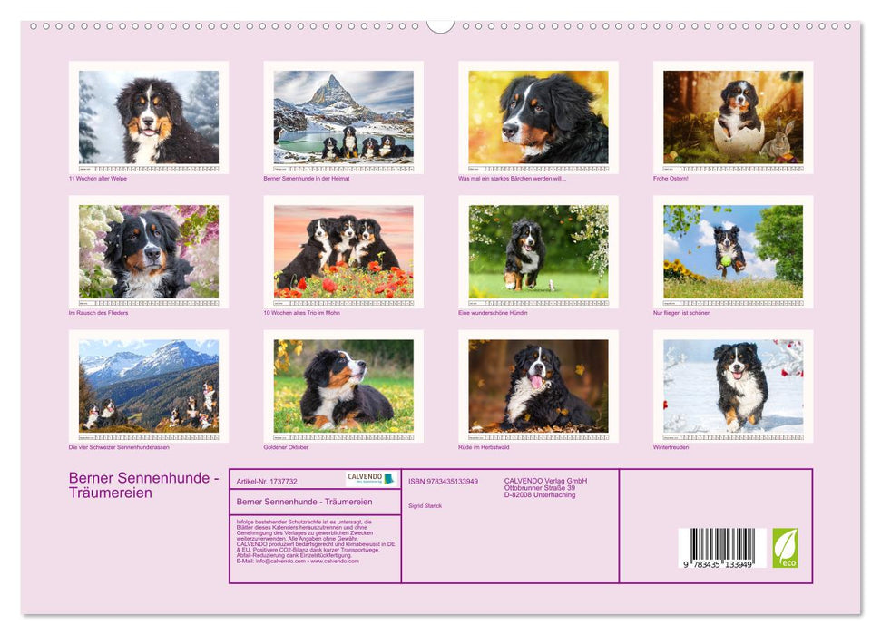 Berner Sennenhunde - Träumereien (CALVENDO Premium Wandkalender 2025)