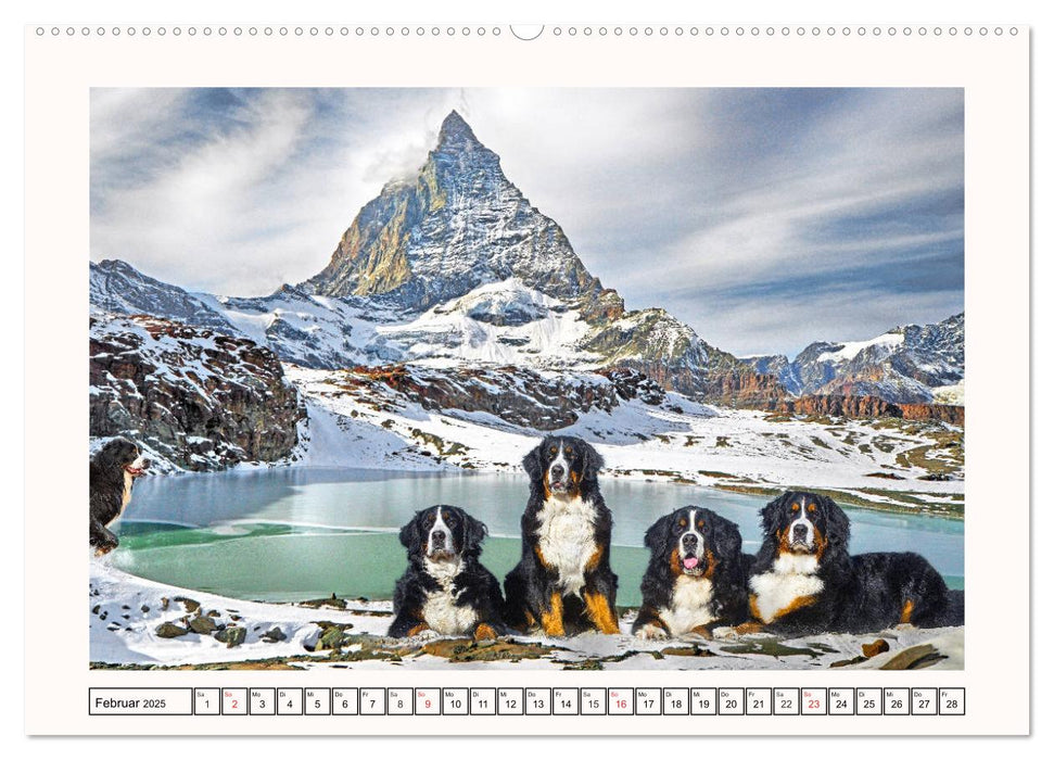 Berner Sennenhunde - Träumereien (CALVENDO Premium Wandkalender 2025)