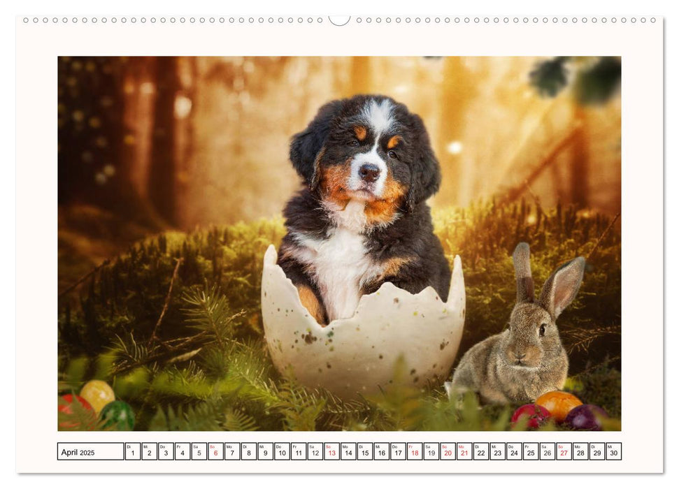 Berner Sennenhunde - Träumereien (CALVENDO Premium Wandkalender 2025)