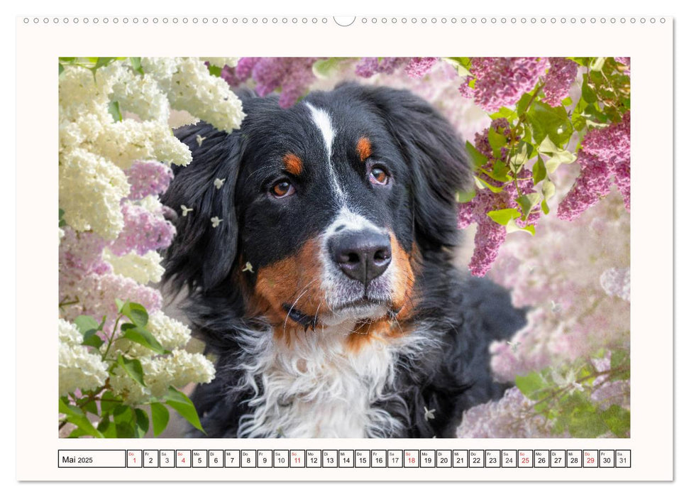 Berner Sennenhunde - Träumereien (CALVENDO Premium Wandkalender 2025)