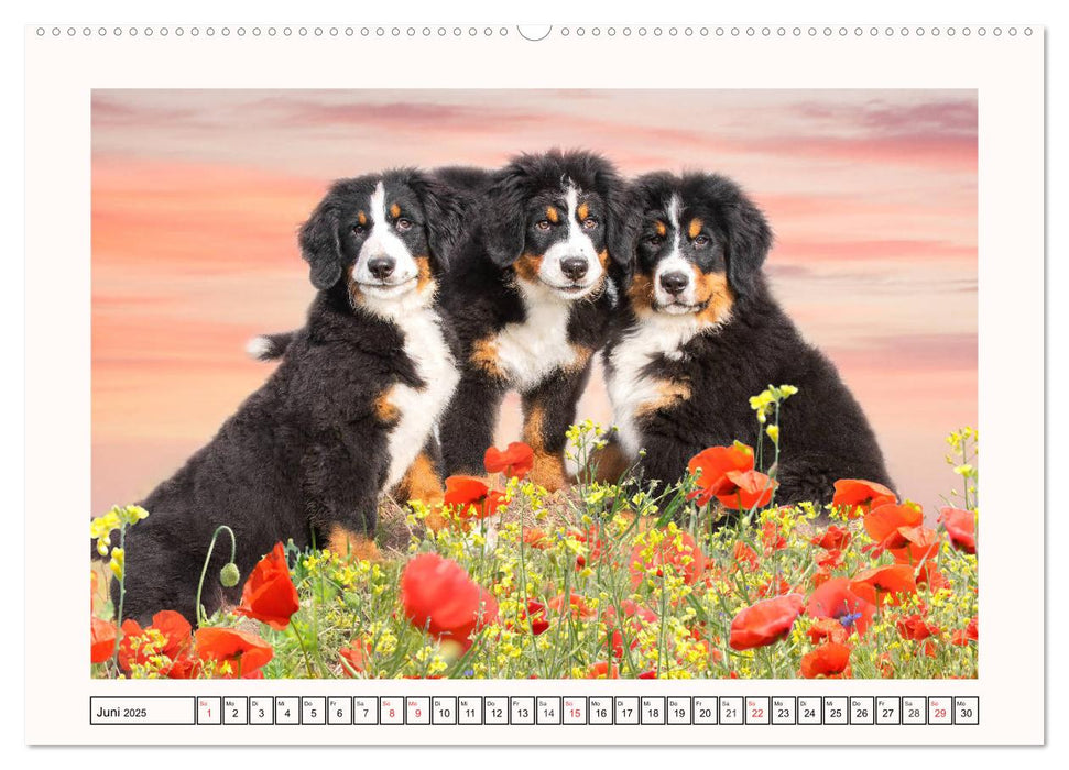 Berner Sennenhunde - Träumereien (CALVENDO Premium Wandkalender 2025)