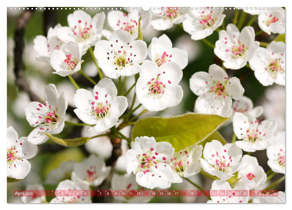 Weiße Frühlingsblüten (CALVENDO Wandkalender 2025)