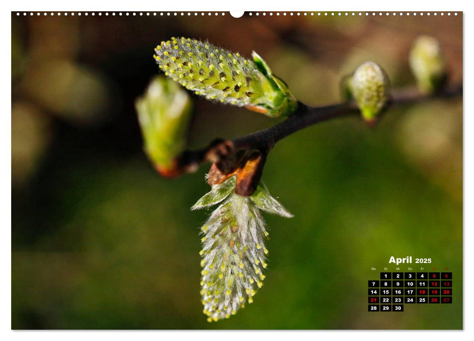 Bäume im Detail (CALVENDO Wandkalender 2025)