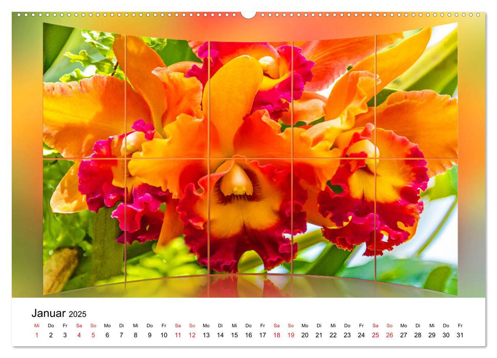 Orchideen Bildergalerie (CALVENDO Premium Wandkalender 2025)