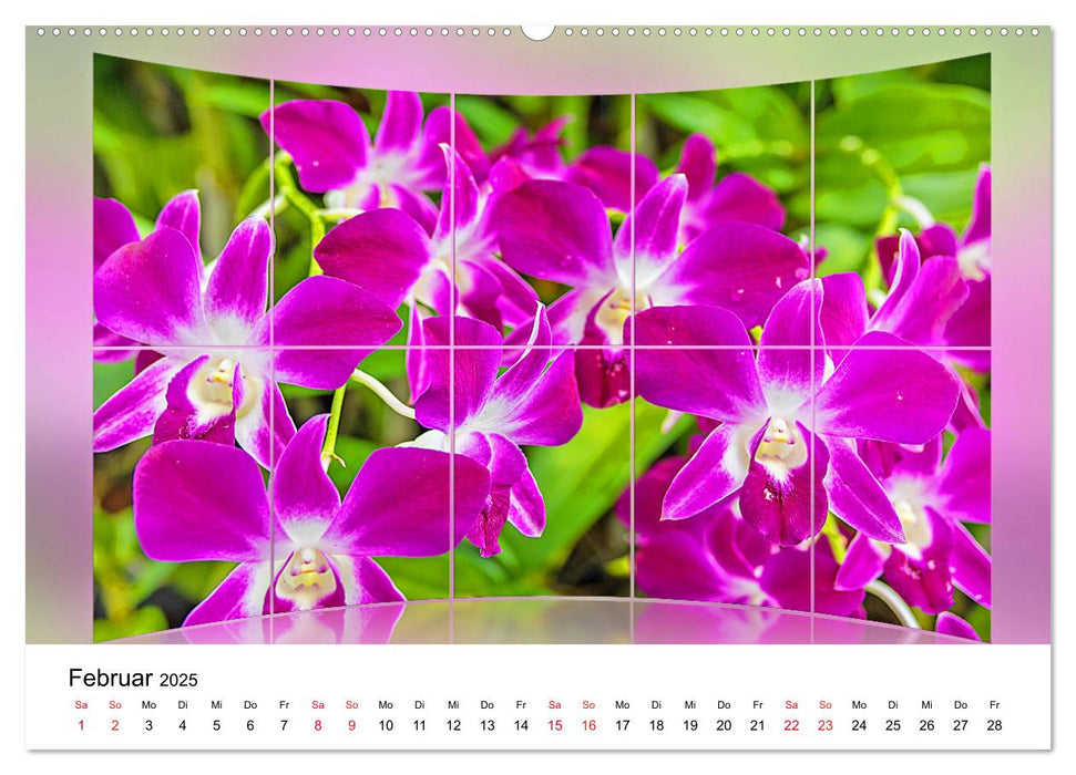 Orchideen Bildergalerie (CALVENDO Premium Wandkalender 2025)